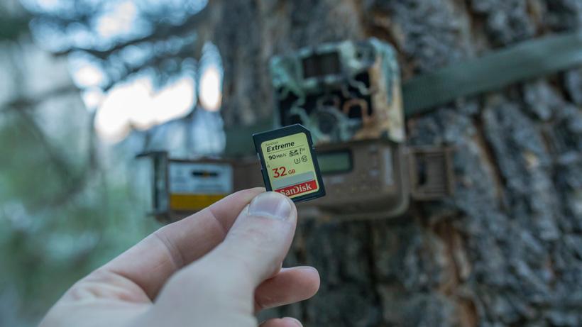 SD card when using trail cameras for hunting