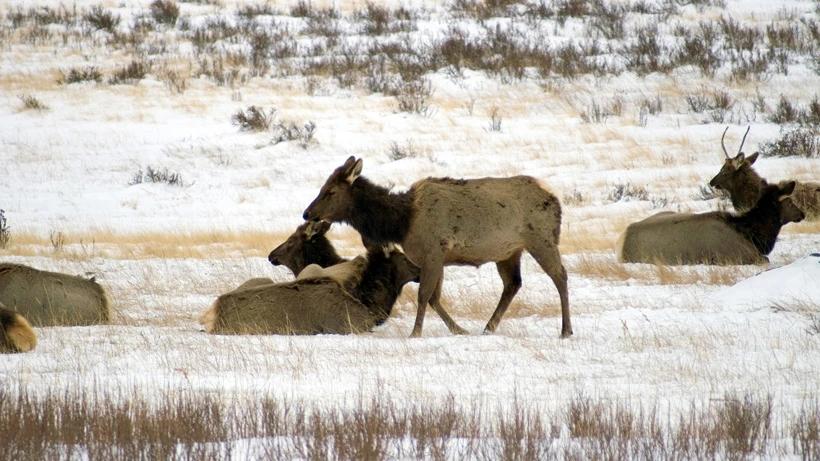 CWD confirmed in over 100 deer, elk and moose in Montana