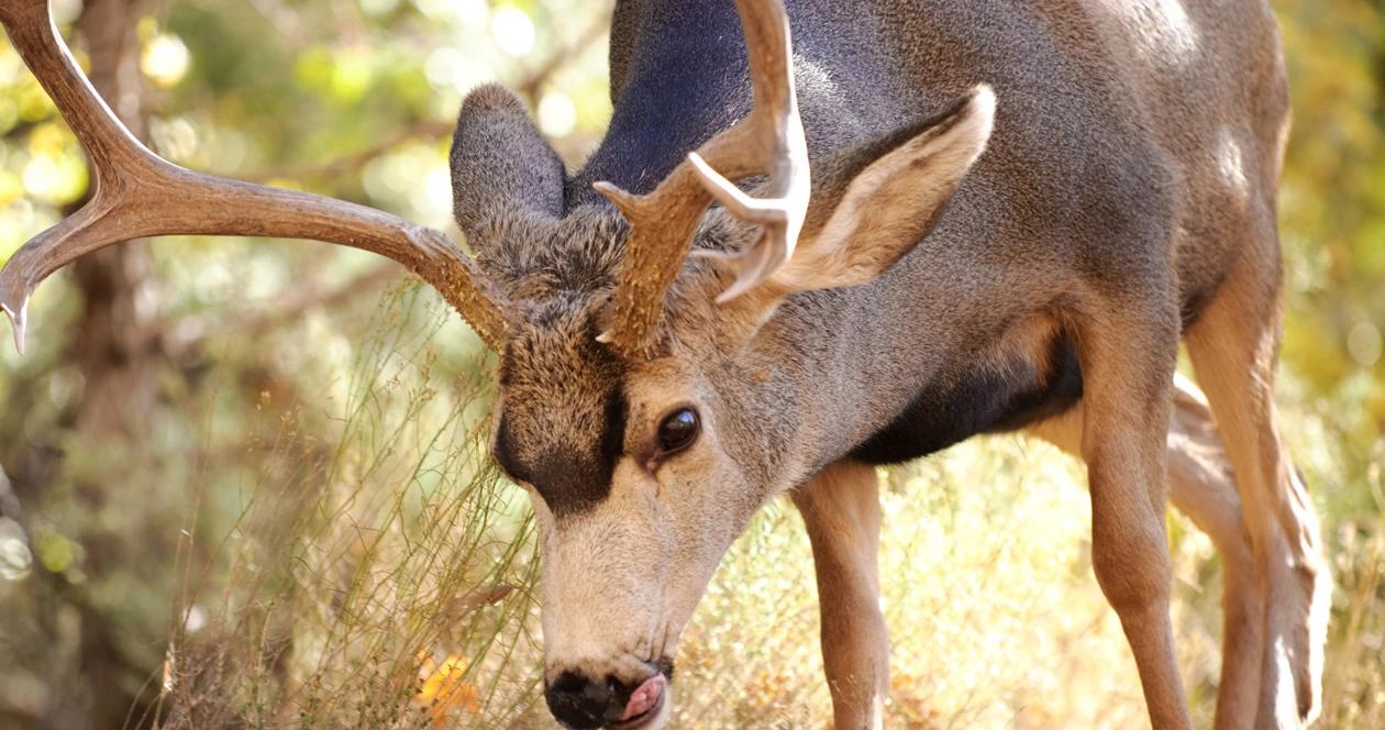Arizona mule deer poacher h1