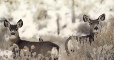 Idaho cuts antlerless mule deer tags in Southeast Region