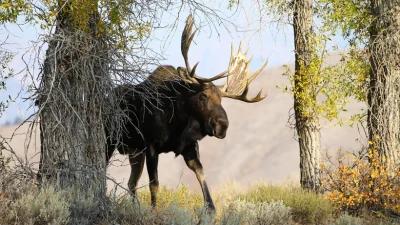 Public comment period open for Idaho moose, sheep, goat tag number changes