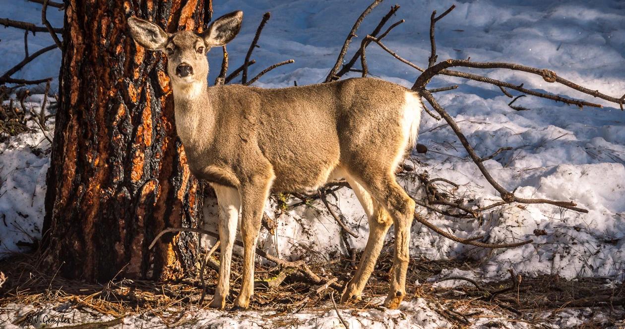 Mule deer doe on winter range 1