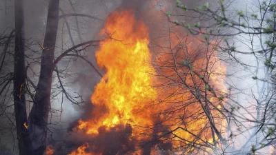 Wildfires impacting big game and how to track wildfires and burns for hunts