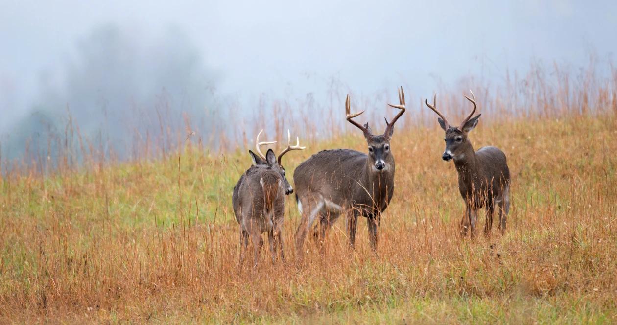 North dakota deer tags h1
