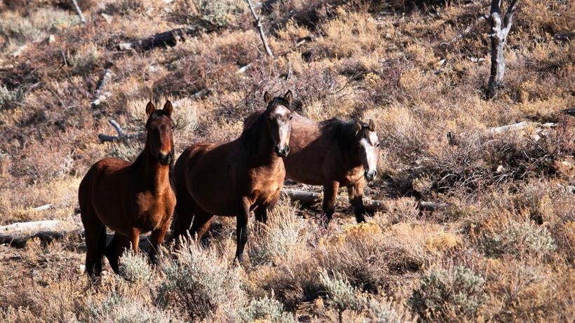 Oregon to cut wild horse population in Ochoco National Forest in half