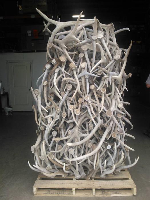 Pile of white shed antlers