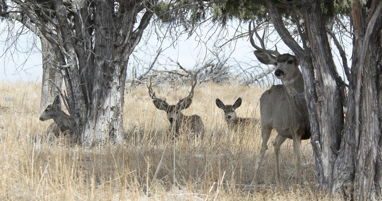 Utah deer populations h1