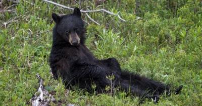 Ca bill withdrawn black bears h1