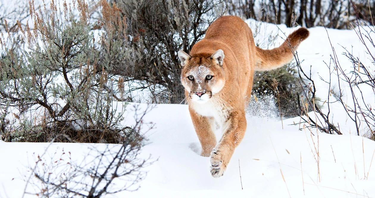 New mountain lion regulations in utah approved 1