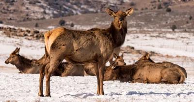 Idaho proposes elk hunt on Camas National Wildlife Refuge