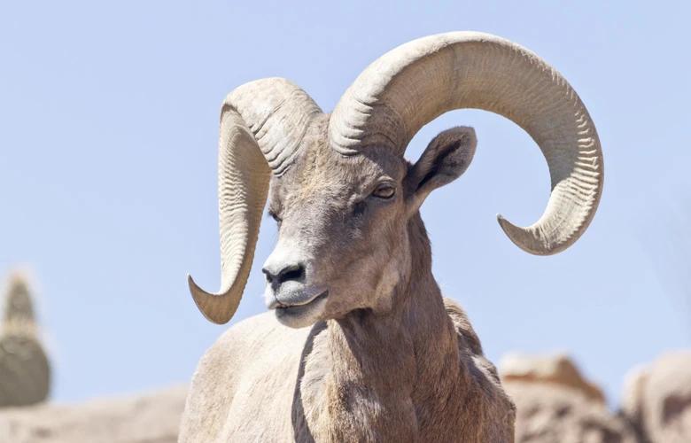 New mexico desert bighorn sheep 1