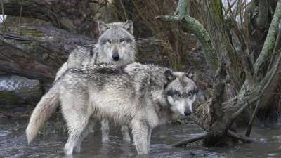 Montana wolf populations remain strong