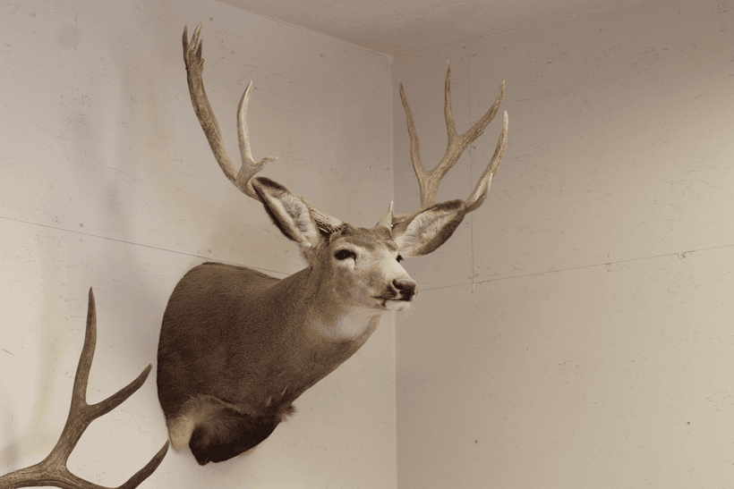 Old Discolored mule deer mount