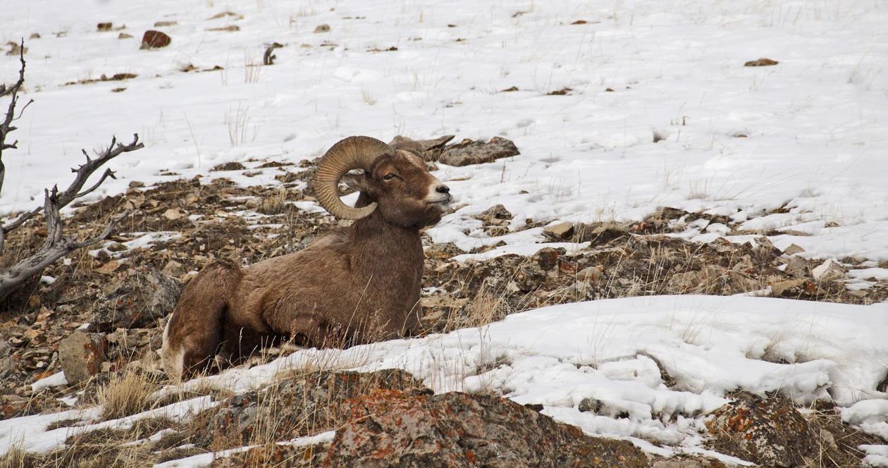 Montana bighorn sheep management plan 1