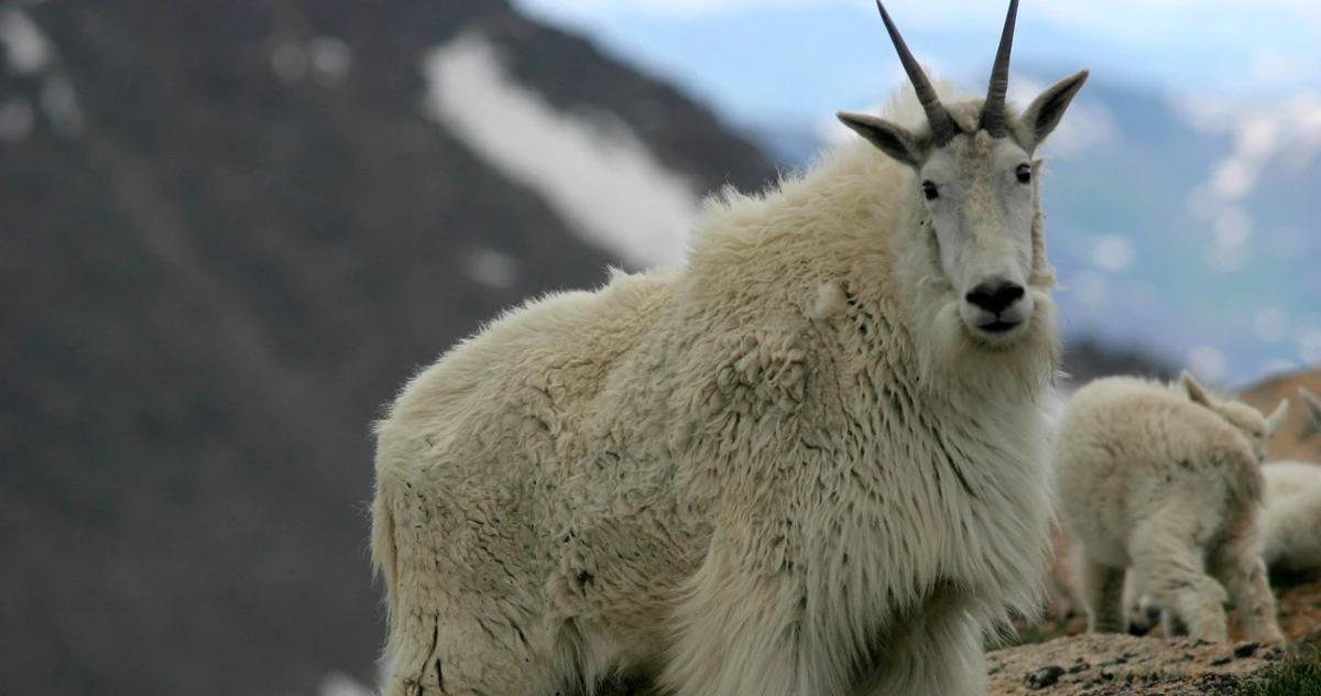 Colorado mountain goat disease research h1