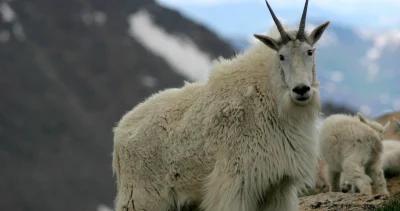 Colorado mountain goat disease research h1