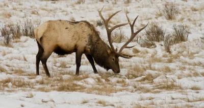 2022 wyoming elk application strategy article 1