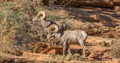 2023 new mexico sheep and exotics application strategy 1