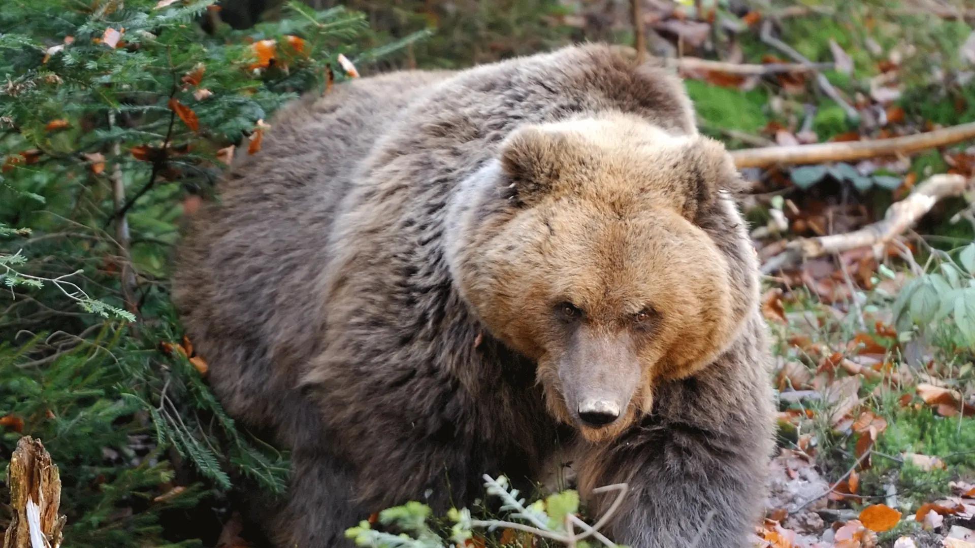 Idaho bowhunter survives grizzly attack after 24 shots at the bear to put it down