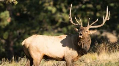 Information on Oregon leftover hunting tags