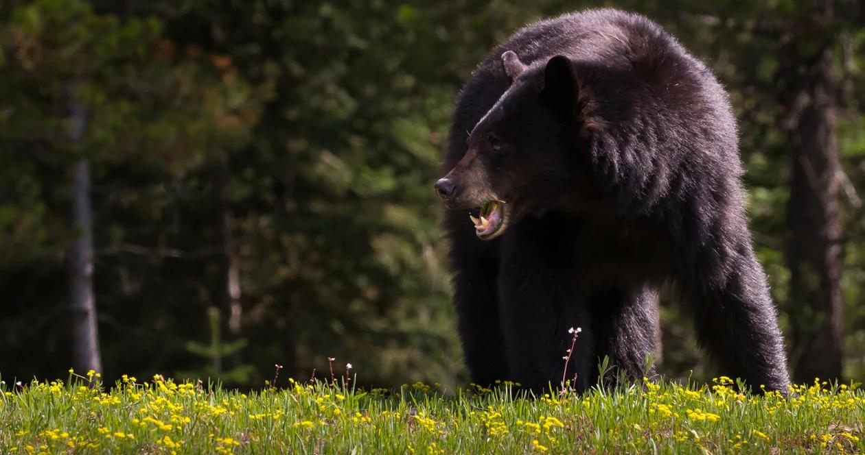 Colorado black bear attack h1