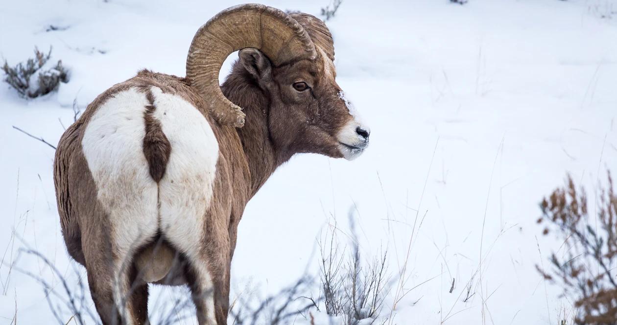 Idaho bighorn sheep poaching h1