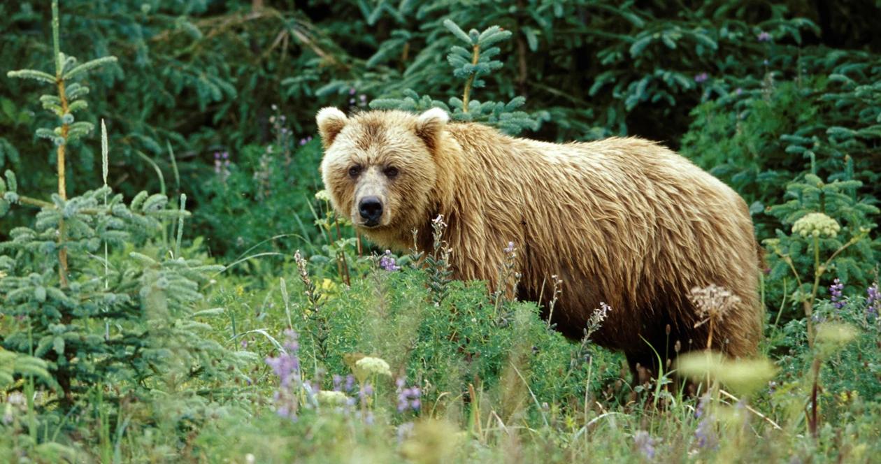 Yellowstone grizzly bear hibernation h1
