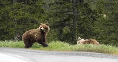 Road lawsuit grizzly bears h1