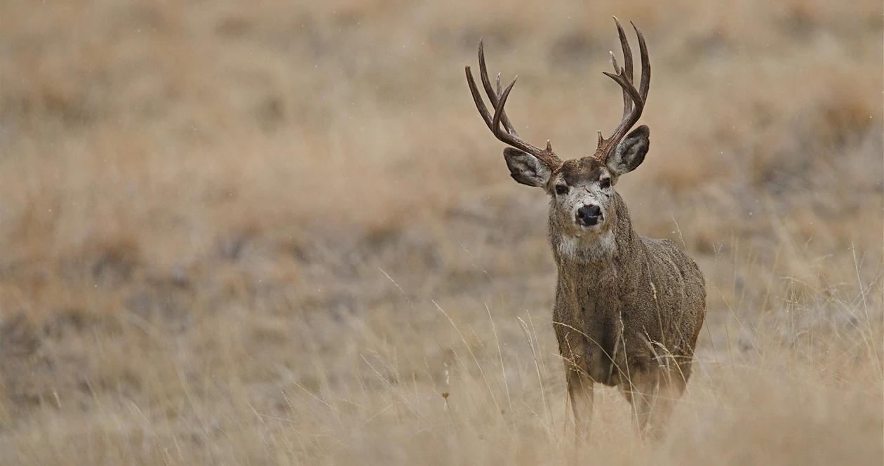 South dakota deer h1_0