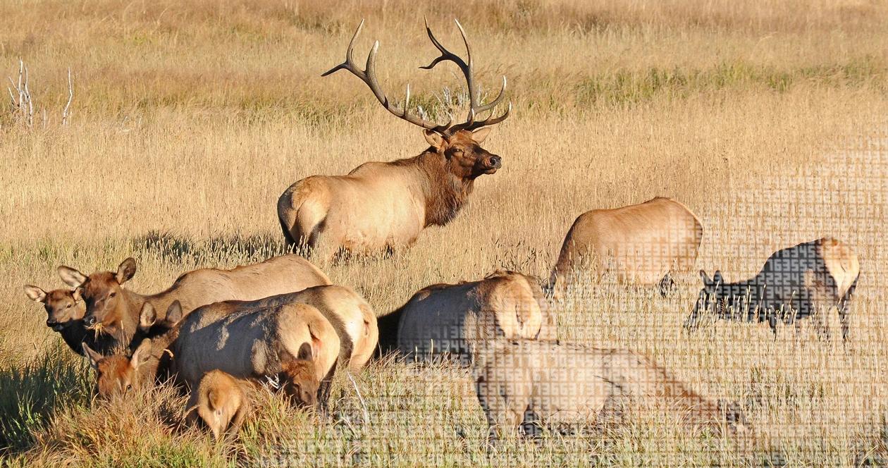 Breakdown of elk populations and statistics by state