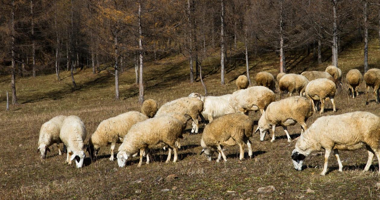 Idaho sheep graving h1