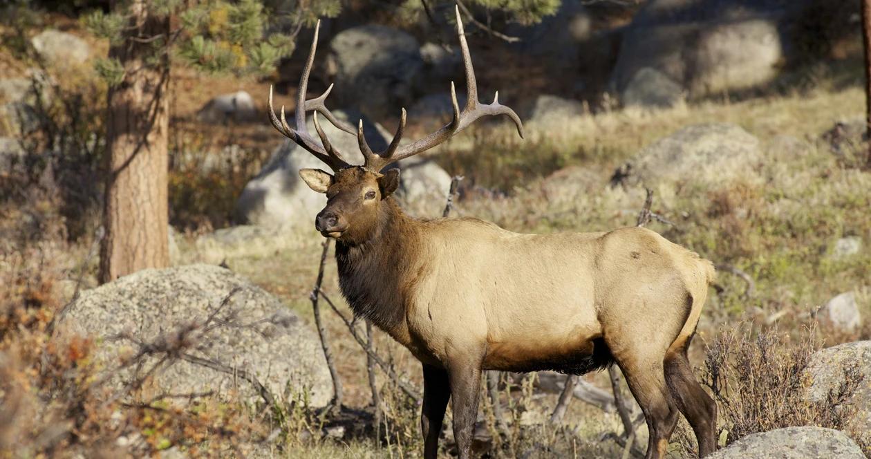 Wyoming elk population 