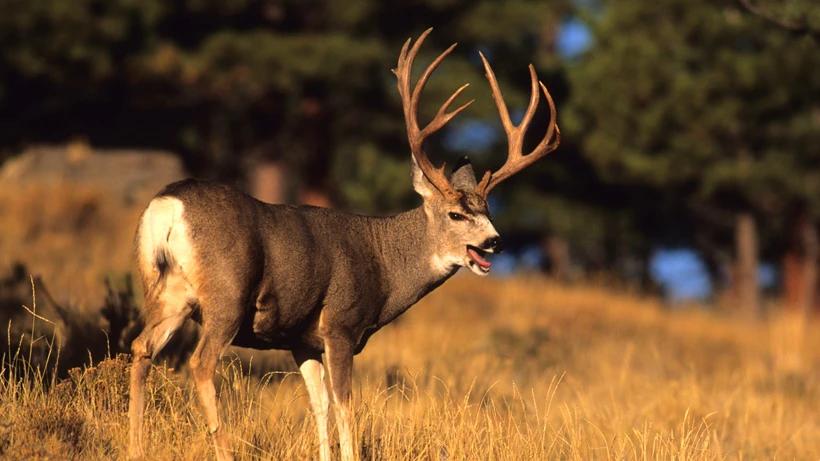  Application strategy 2022: Oregon deer