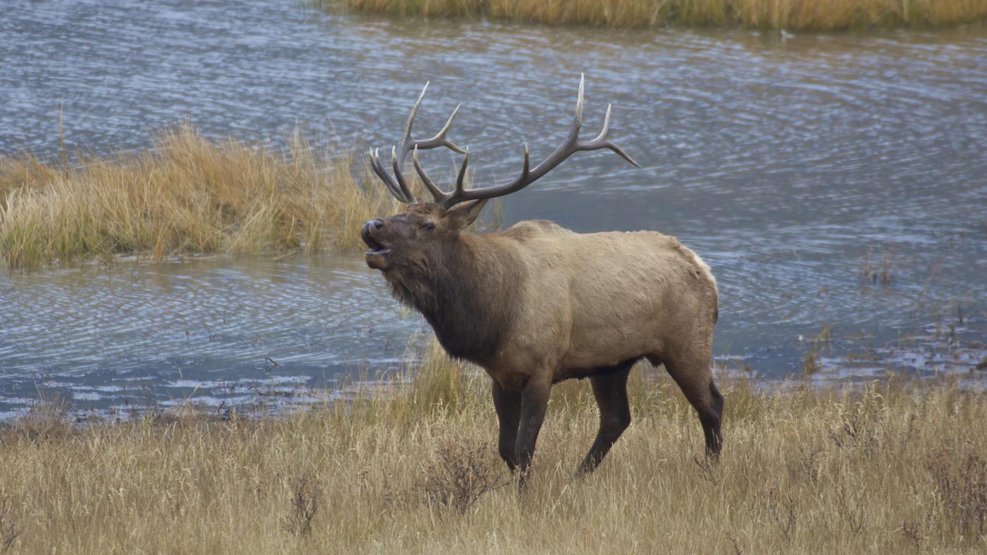 List of returned Idaho nonresident general season deer and elk tags — August 2024