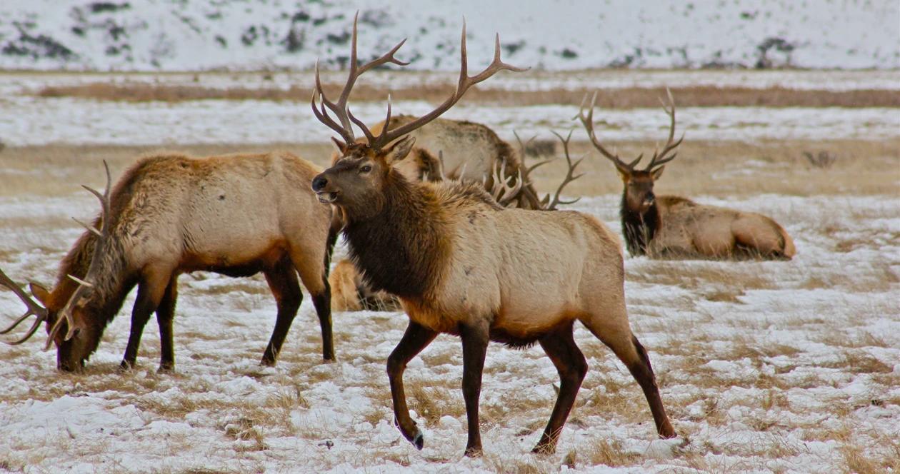 Herd of bull elk on feedgrounds 1