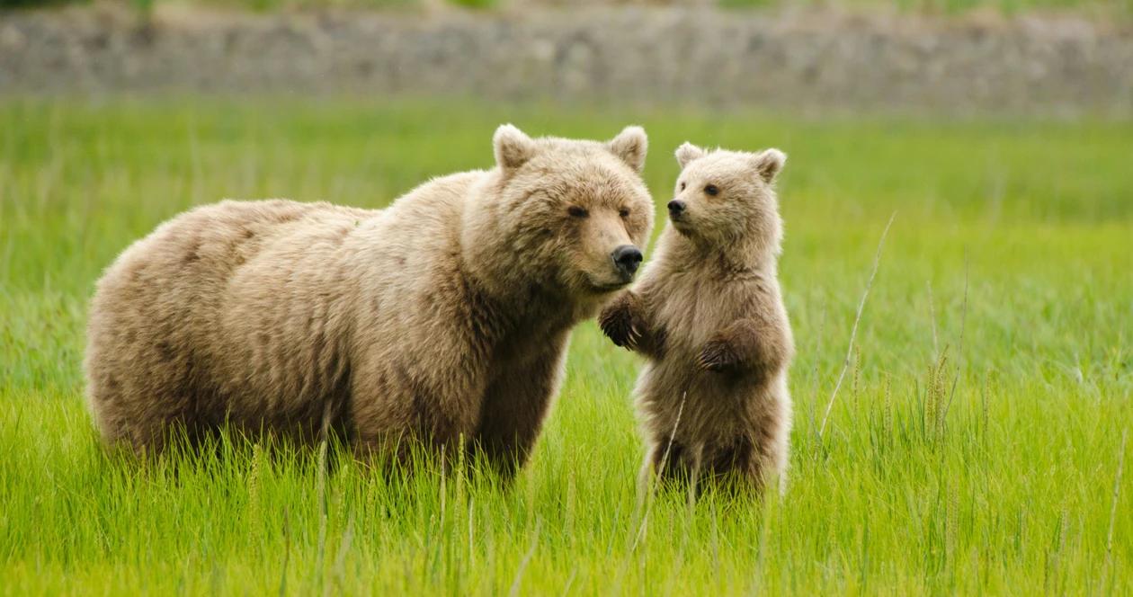Yellowstone grizzly bears lose federal protections