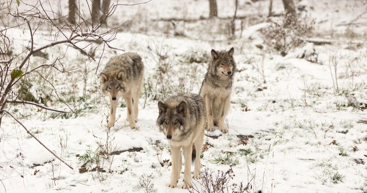 Michigan wolf count h1