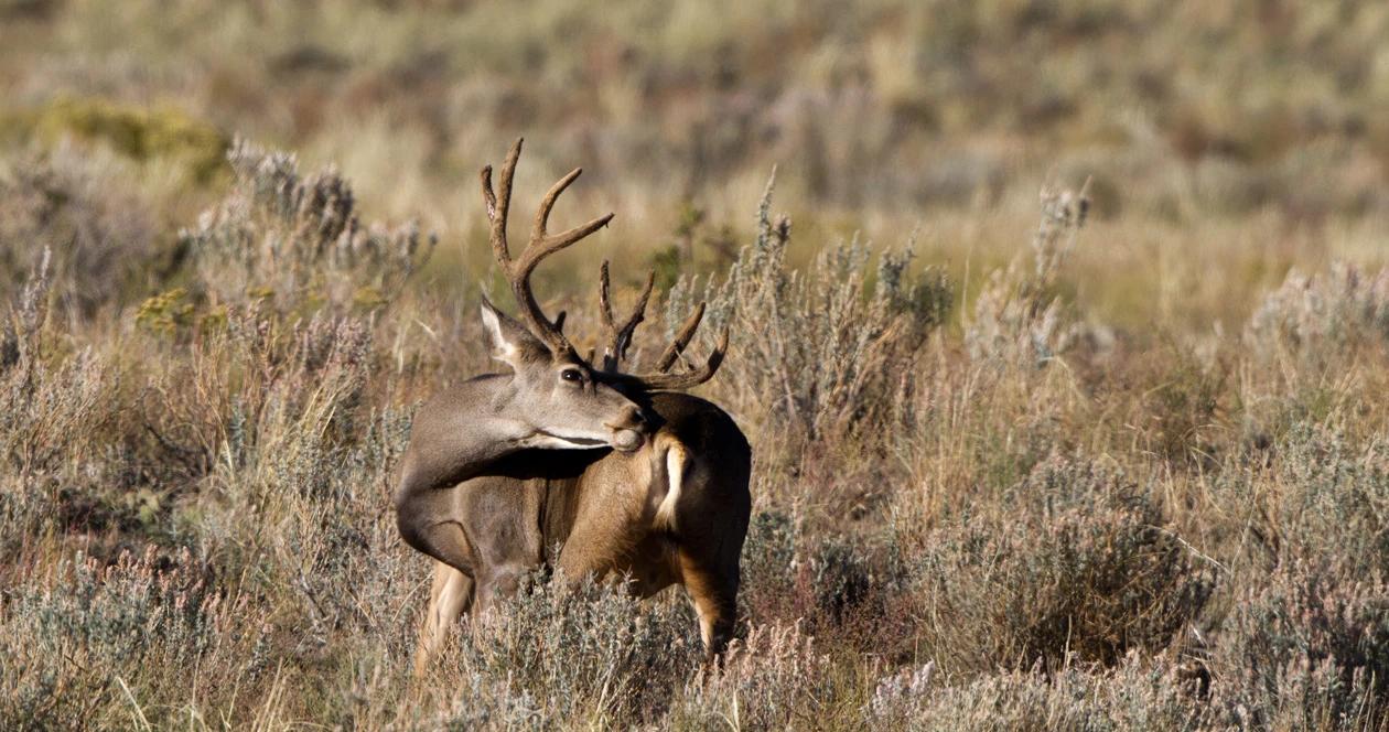 Oregon hunting regulation changes 1