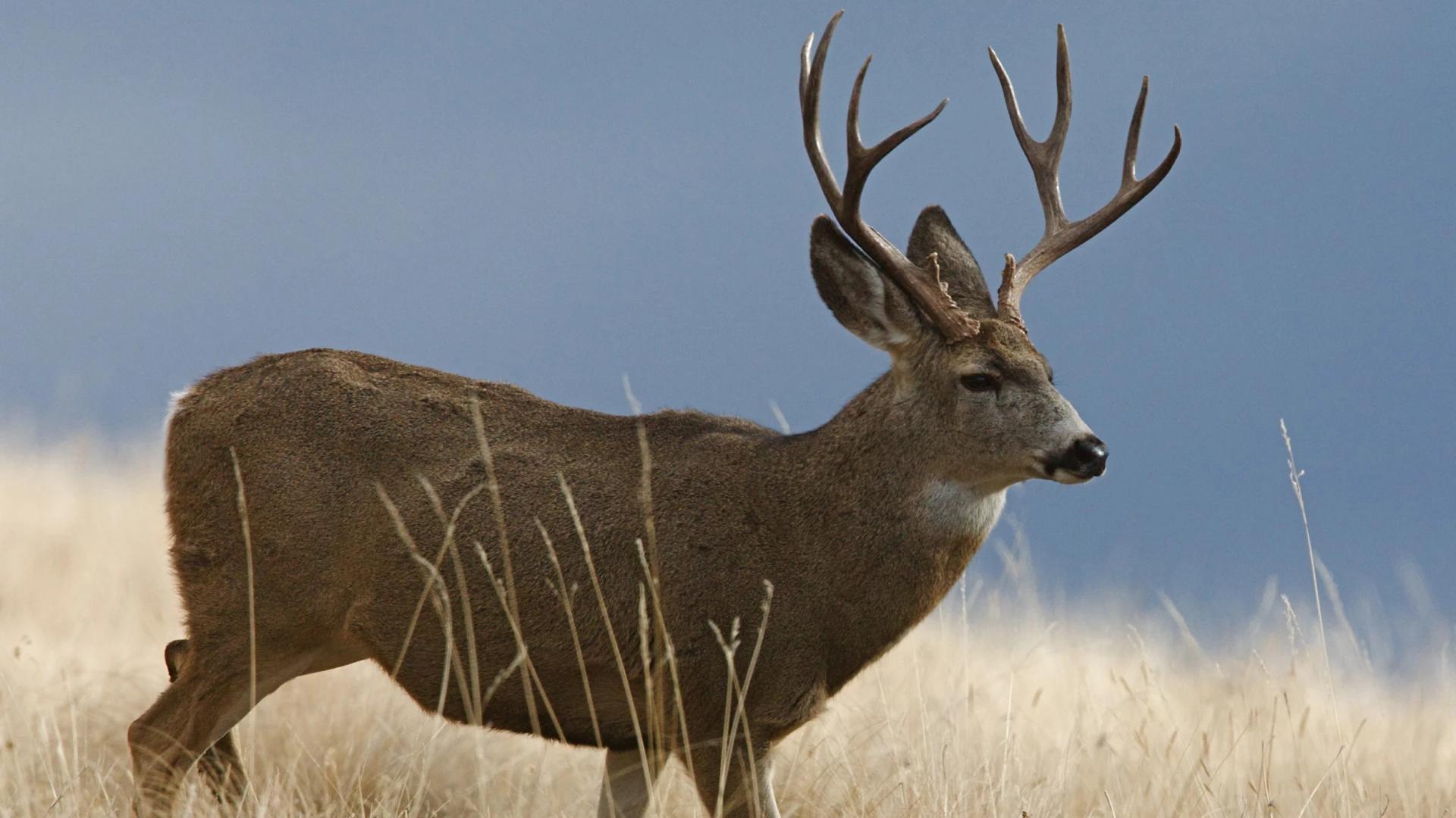 Application Strategy 2024: Montana mule deer // GOHUNT. The Hunting Company