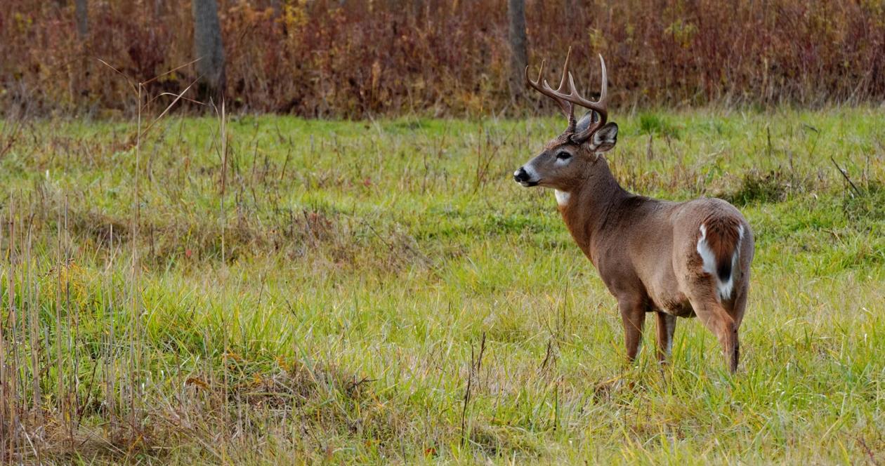 Louisiana deer baiting h1