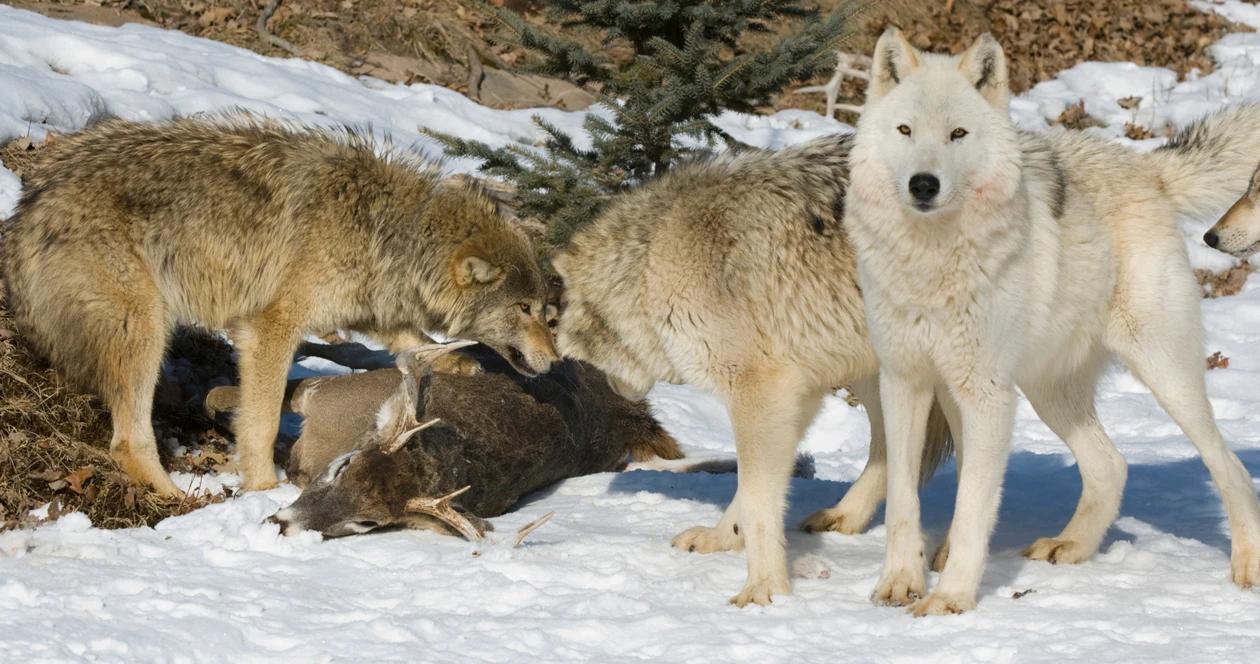 Idaho sets new wolf seasons and expands methods of take