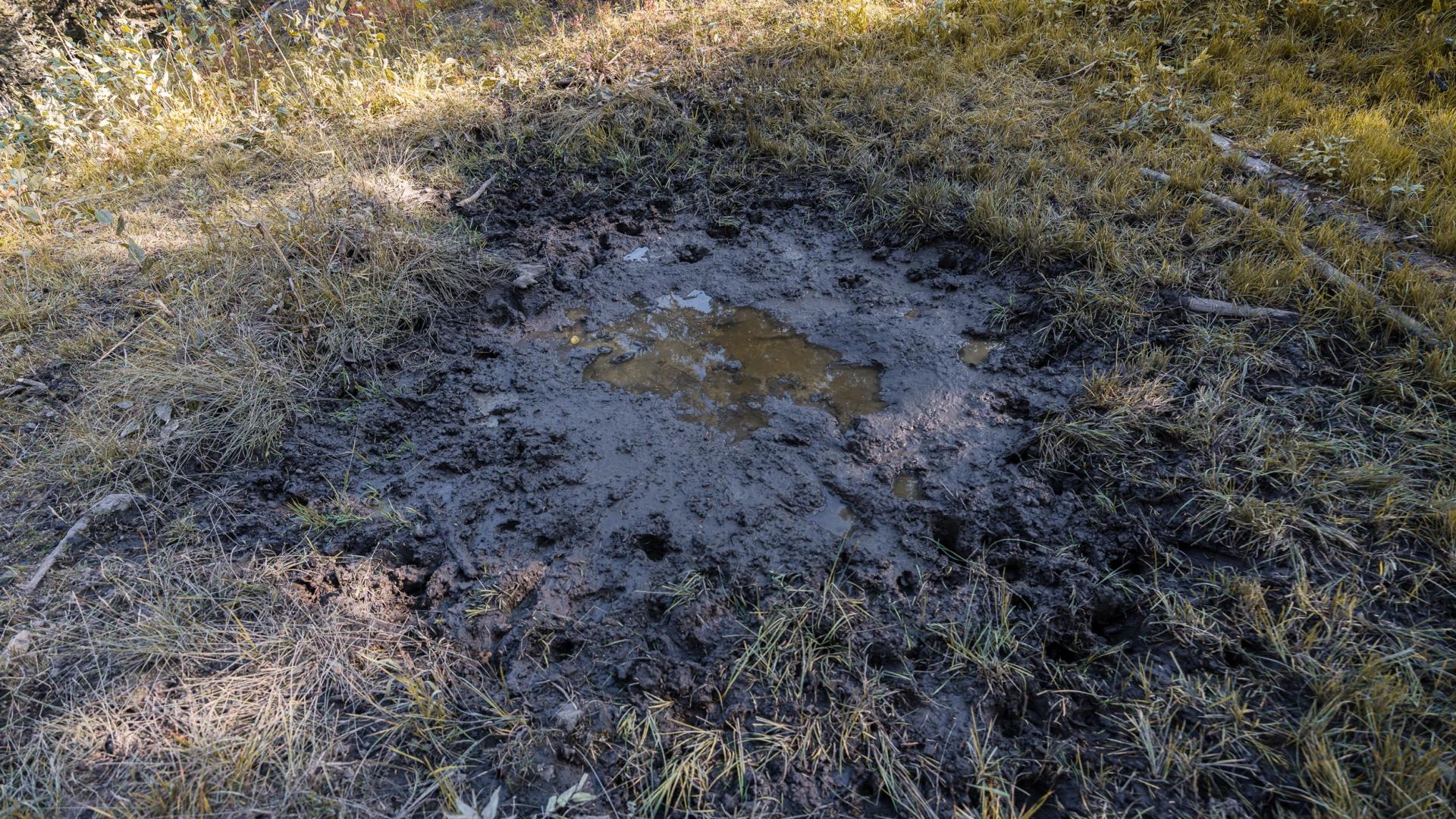 Early season archery elk tactics: How to effectively hunt elk wallows