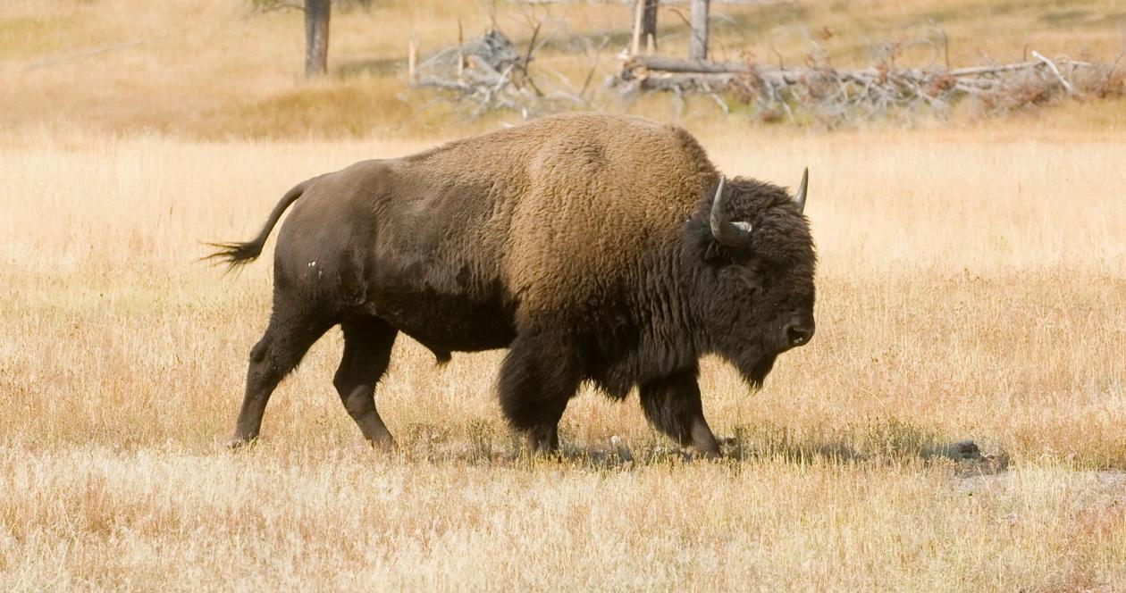 Montana rejects new Yellowstone bison management plan
