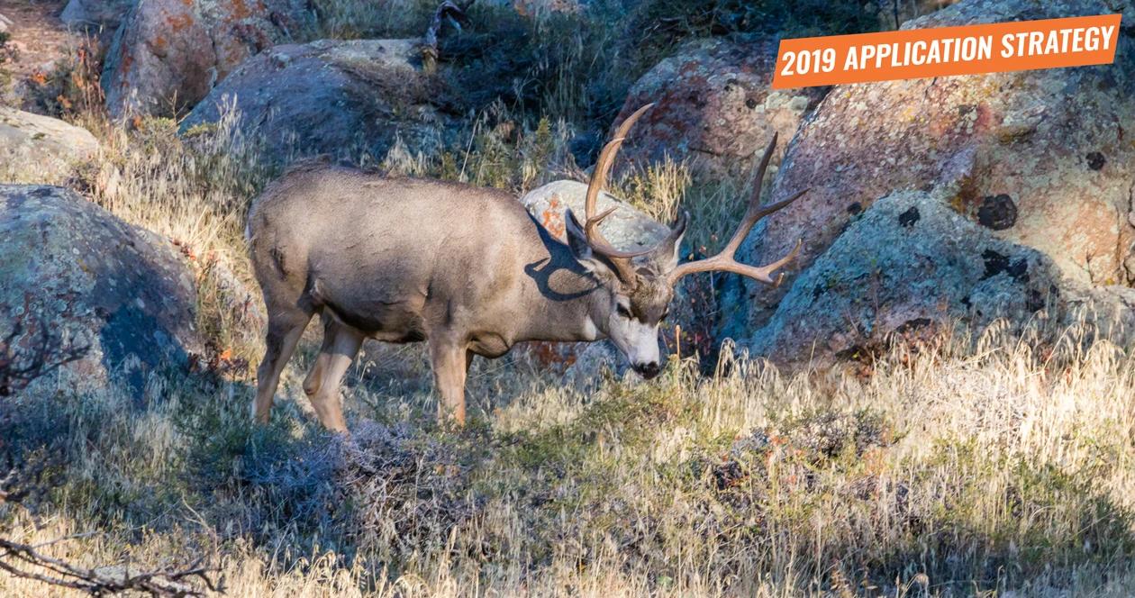 2019 arizona deer sheep bison application strategy 1