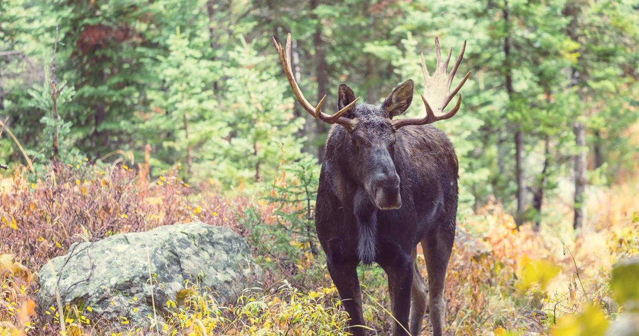 Minnesota moose population decline 1