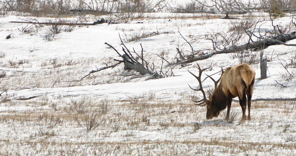 Wyoming elk feeding h1_0