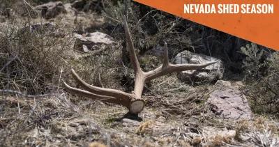 Nevada shed hunting season 1