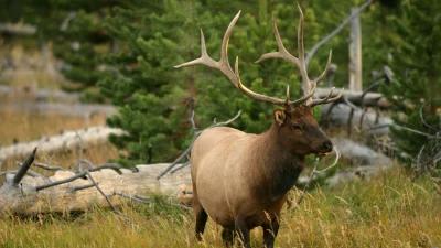 2025 nonresident Idaho deer and elk tag sale date changes to Dec. 10