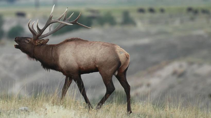 Oregon teen guilty of poaching elk and deer