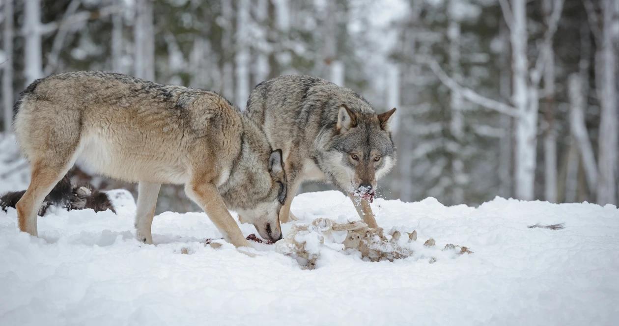 Minnesota wolf hunting h1_0